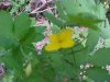 Greater Celandine; Wartweed (Chelidonium majus)
