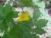Greater Celandine; Wartweed (Chelidonium majus)