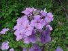 Dame's Rocket; Dame's Violet; Mother-of-the-Evening (Hesperis matronalis)