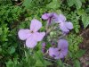 Dame's Rocket; Dame's Violet; Mother-of-the-Evening (Hesperis matronalis)