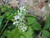 Garlic Mustard (Alliaria petiolata)