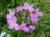 Dame's Rocket; Dame's Violet; Mother-of-the-Evening (Hesperis matronalis)