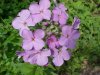 Dame's Rocket; Dame's Violet; Mother-of-the-Evening (Hesperis matronalis)