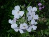 Dame's Rocket; Dame's Violet; Mother-of-the-Evening (Hesperis matronalis)