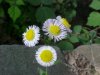 Philadelphia Fleabane (Erigeron philadelphicus)
