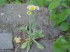 Philadelphia Fleabane (Erigeron philadelphicus)