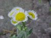 Philadelphia Fleabane (Erigeron philadelphicus)