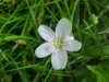 Spring Beauty (Claytonia virginica)