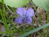 Common Blue Violet (Viola sororia)