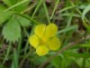 Canadian Dwarf Cinquefoil (Potentilla canadensis)