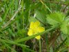 Canadian Dwarf Cinquefoil (Potentilla canadensis)