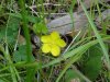 Canadian Dwarf Cinquefoil (Potentilla canadensis)