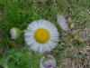 Philadelphia Fleabane (Erigeron philadelphicus)