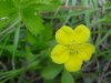 Canadian Dwarf Cinquefoil (Potentilla canadensis)