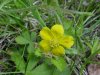 Canadian Dwarf Cinquefoil (Potentilla canadensis)