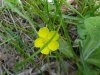 Canadian Dwarf Cinquefoil (Potentilla canadensis)