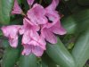 Mountain Rosebay; Catawba Rhododendron (Rhodododendron catawbiense)