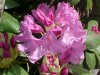 Mountain Rosebay; Catawba Rhododendron (Rhodododendron catawbiense)