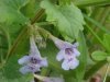 Ground Ivy; Gill-over-the-ground;  Creeping Charlie (Glechoma  hederacea)