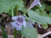 Ground Ivy; Gill-over-the-ground;  Creeping Charlie (Glechoma  hederacea)
