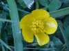 Common Buttercup (Ranunculus acris)