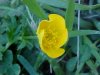 Common Buttercup (Ranunculus acris)