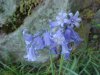European Bluebells (Hycanthinoides non-scripta)