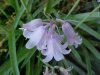 European Bluebells (Hycanthinoides non-scripta)