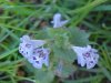 Ground Ivy; Gill-over-the-ground;  Creeping Charlie (Glechoma  hederacea)