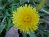 Common Dandelion (Taraxacum officinale)