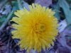 Common Dandelion (Taraxacum officinale)