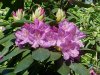 Mountain Rosebay; Catawba Rhododendron (Rhodododendron catawbiense)