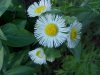 Philadelphia Fleabane (Erigeron philadelphicus)