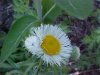 Philadelphia Fleabane (Erigeron philadelphicus)