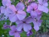 Dame's Rocket; Dame's Violet; Mother-of-the-Evening (Hesperis matronalis)