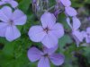 Dame's Rocket; Dame's Violet; Mother-of-the-Evening (Hesperis matronalis)