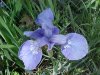 Blue Flag (Iris versicolor) (from flagge, the old English for 'rush' or 'reed')