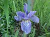 Blue Flag (Iris versicolor) (from flagge, the old English for 'rush' or 'reed')