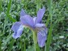 Blue Flag (Iris versicolor) (from flagge, the old English for 'rush' or 'reed')
