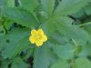 Canadian Dwarf Cinquefoil (Potentilla canadensis)