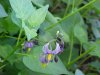 Bittersweet Nightshade; Climbing Nightshade; Deadly Nightshade (Solanum dulcamara)