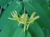 Tartarian Honeysuckle (Lonicera tatarica)