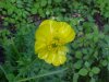 Common Buttercup (Ranunculus acris)