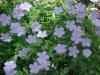 Wild Geranium; Crane's Bill (Geranium maculatum)