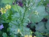 Common Wintercress (Babarea vulgaris)