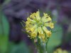 Common Wintercress (Barbarea vulgaris)