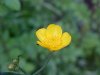 Common Buttercup (Ranunculus acris)
