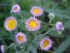 Philadelphia Fleabane (Erigeron philadelphicus)