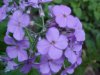 Dame's Rocket; Dame's Violet; Mother-of-the-Evening (Hesperis matronalis)