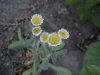Philadelphia Fleabane (Erigeron philadelphicus)